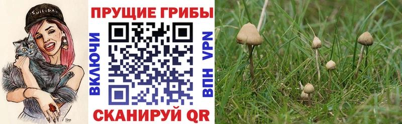 дарнет шоп Кологрив Псилоцибиновые грибы Cubensis